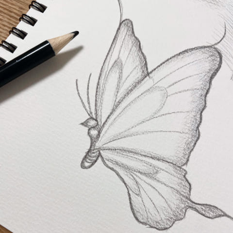 蝶々のデッサンの写真