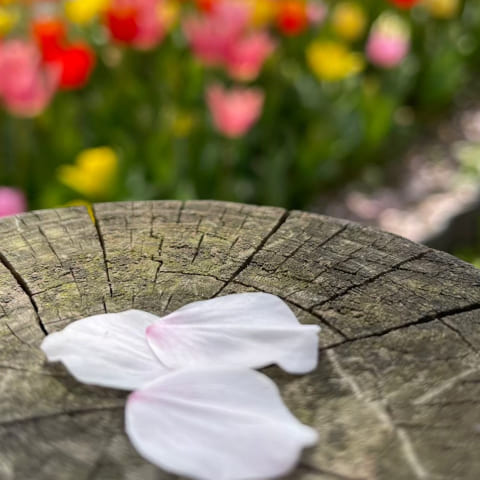 木の切り株の上に桜の花びらが乗っている写真