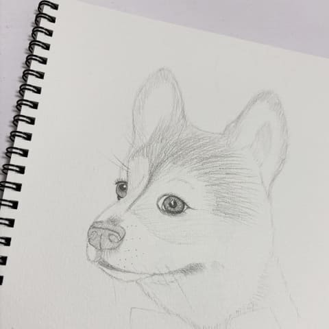 犬のデッサンの写真