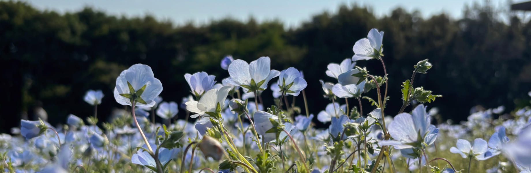 青い花と青空の写真